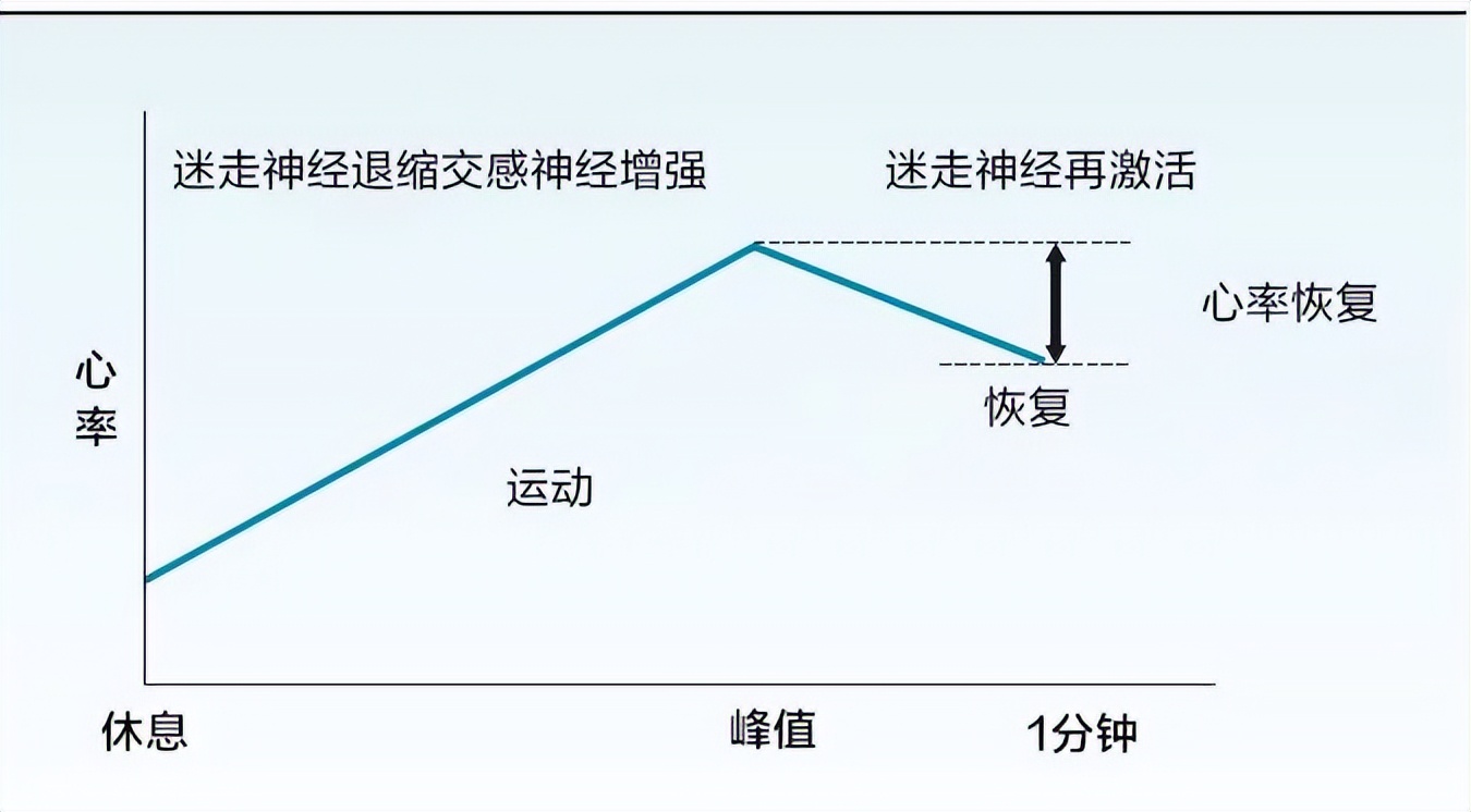 运动后过量氧耗的影响因素_运动后过量氧耗_运动后过量氧耗的生理学意义