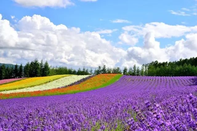 北海道马拉松_日本北海道赛马场_北海道赛马比赛