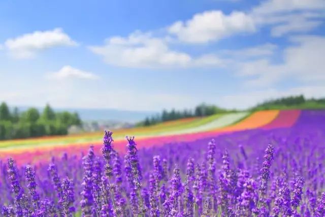 北海道马拉松_日本北海道赛马场_北海道赛马比赛